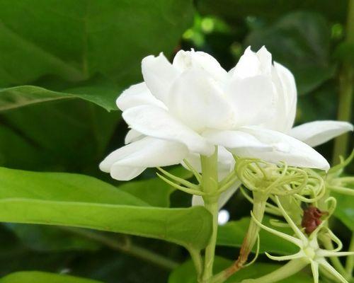 夏日花海，缤纷盛开（探寻夏季最美丽的花卉世界）