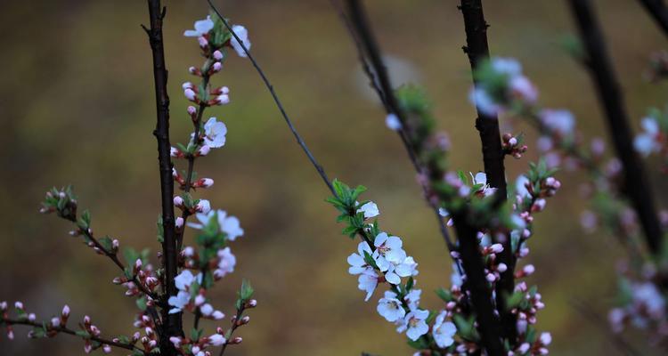 三月花开芳景，赏花趣事