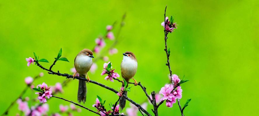 三月花开芳景，赏花趣事