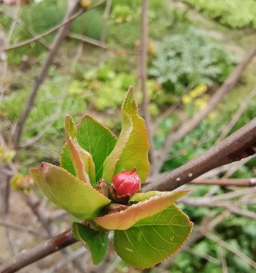 长寿冠海棠的花期及观赏特点（冬春交替，冬季养护决定开花质量）