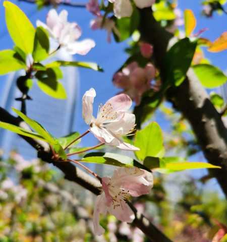 长寿冠海棠的花期及观赏特点（冬春交替，冬季养护决定开花质量）