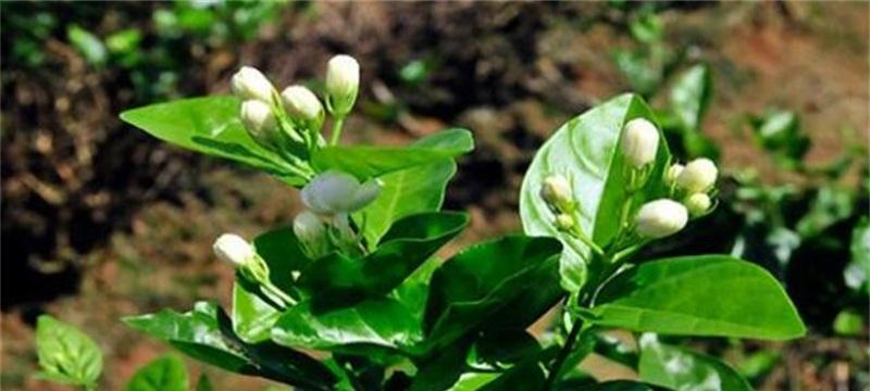 茉莉花的养殖方法与注意事项（打造芳香四溢的私人花园）