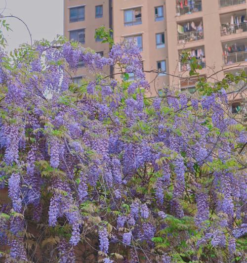 紫藤萝花的种植技巧（让您轻松栽种美丽的紫藤萝花）