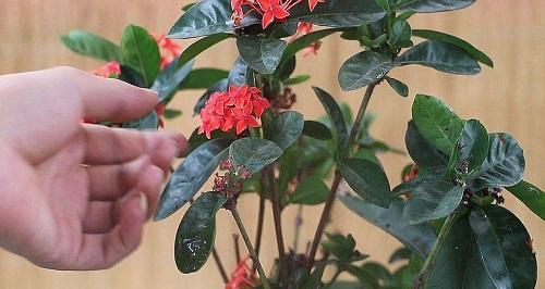 快速实现茶梅扦插生根的秘诀（以最短时间实现花草树木更新换代的方法，茶梅扦插生根最快的技巧）