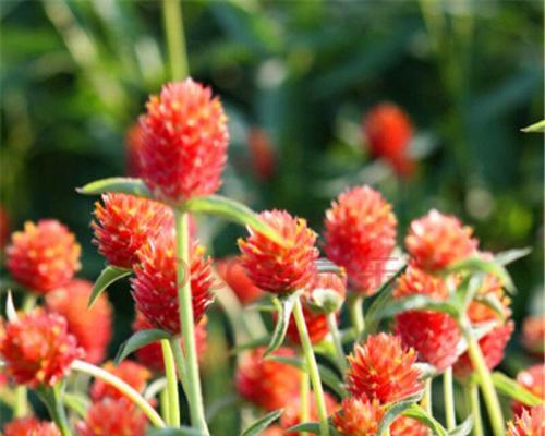 如何选择种植季节，让千日红开花更加绚烂（从季节、温度到土壤，解析千日红的种植条件）