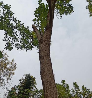 白蜡树开花时间及其蜜源特性（一年中最美的几个月，甜蜜的蜂蜜背后）