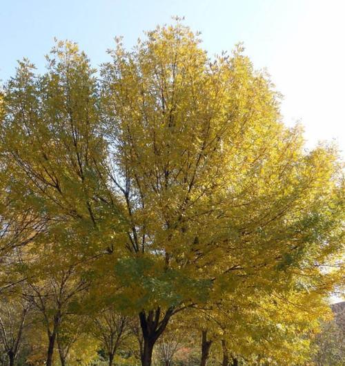 白蜡树开花时间及其蜜源特性（一年中最美的几个月，甜蜜的蜂蜜背后）