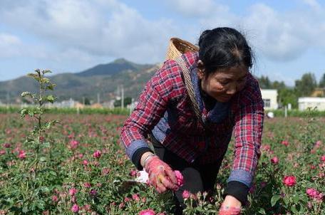 如何成功种植美丽的玫瑰花？（从选址到施肥的指南）