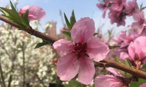 四季花语（探究不同季节的花卉文化和象征意义）