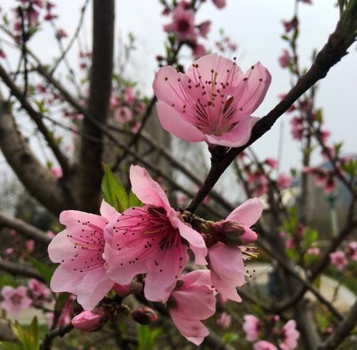 桃花开放的季节及生长环境（春天来临，赏桃花的好时光）