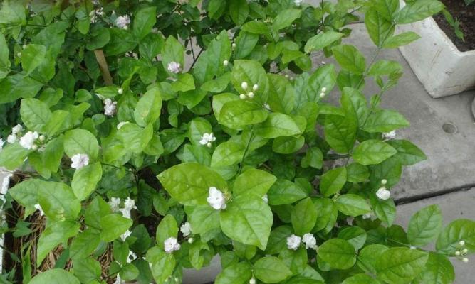 茉莉花的开放时间（赏花时节，不容错过的时间节点）