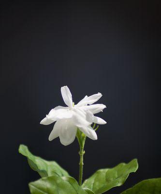 茉莉花的开放时间（赏花时节，不容错过的时间节点）