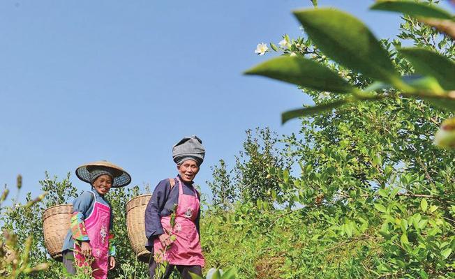 油茶种植栽培技术详解（科学种植，收成丰厚）