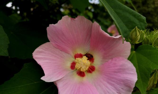 芙蓉花两色绽放之谜（为什么芙蓉花能开出两种颜色？）