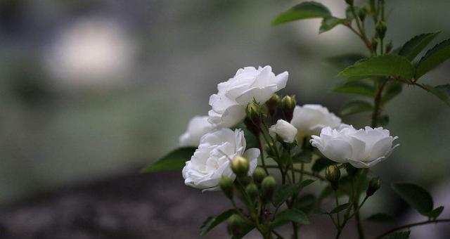 探寻鬼招手之谜——木香花的起源和传说（鬼招手的“香味”，鬼神的“宠爱”和众多的传说，究竟是真是假？）