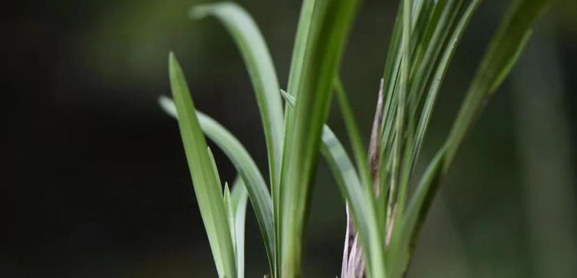 新手兰花种植指南（兰花种植技巧、注意事项及维护方法）