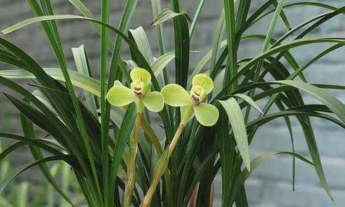 新手兰花种植指南（兰花种植技巧、注意事项及维护方法）