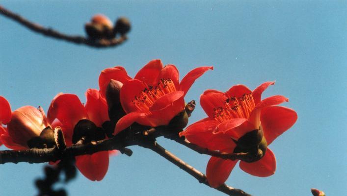 木棉花的开花与落叶（一年四季中木棉花的变幻）