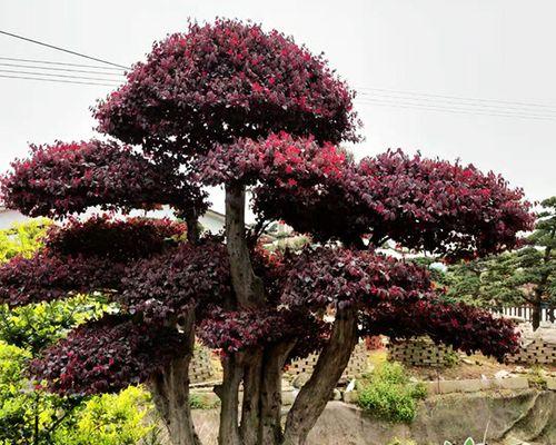 红花继木盆景养护指南（打造生机勃勃的室内景观）