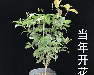 盆栽桂花树的种植技巧（打造家庭花园的，让美丽常驻）