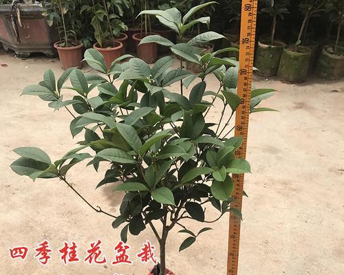 盆栽桂花树的种植技巧（打造家庭花园的，让美丽常驻）