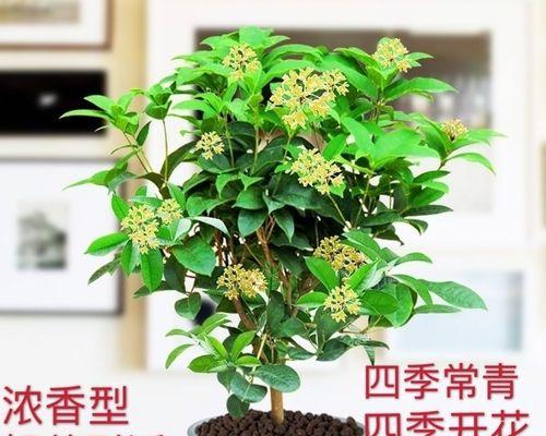 盆栽桂花树的种植技巧（打造家庭花园的，让美丽常驻）