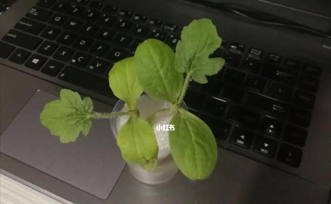 水培植物叶子发黄怎么办（掌握正确养护方式，避免水培植物叶子发黄）