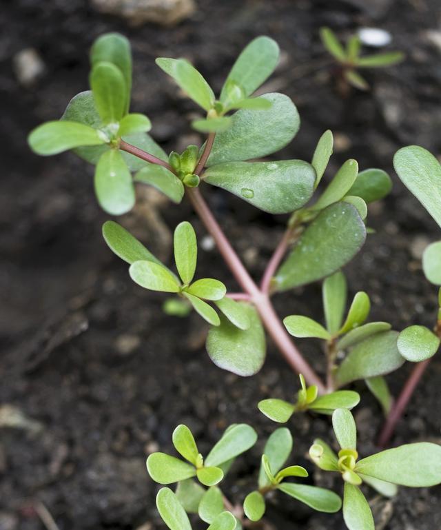 如何正确养护树马齿苋花