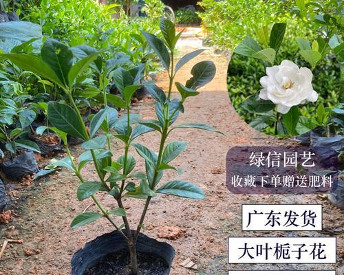 北方地栽栀子花越冬经验（探秘北方地栽栀子花如何应对寒冬）