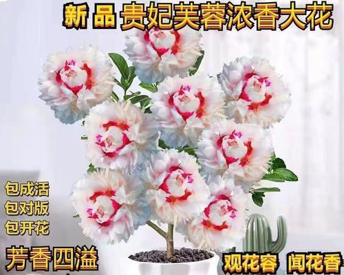 芙蓉花种球的养护与处理（种球收获后该怎么办？——）