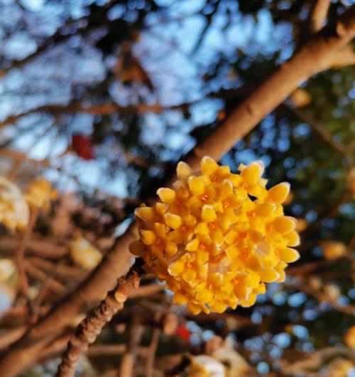 结香花的风水与禁忌（破解结香花的神秘玄机，助您引来好运）