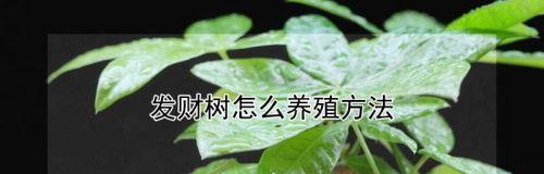 发财树养护，让它更茁壮成长（掌握这些方法，让你的发财树更加生机勃勃）