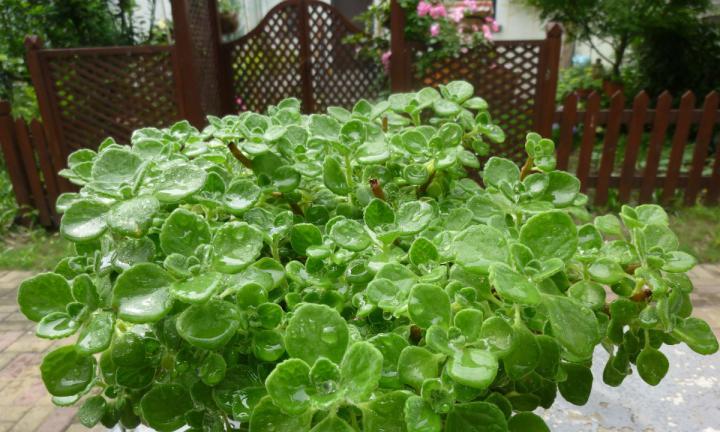 驱蚊圣品大揭秘——植物驱蚊（发现自然之力，避免蚊虫叮咬）