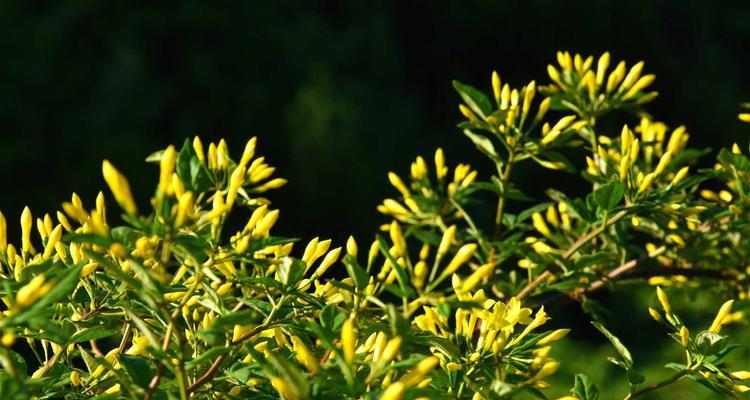 迎夏花冬天室外过冬攻略（室外绿植如何应对寒冬？/冬季绿植养护指南）