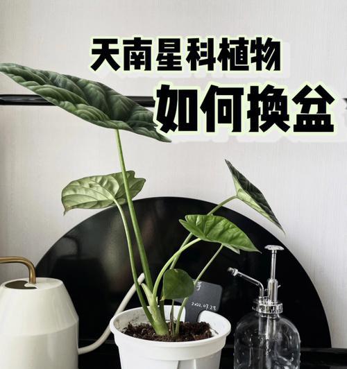 盆栽植物换土方法（让盆栽植物健康成长的养护技巧）