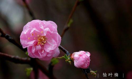 粉色梅花的花语与寓意（传递爱与希望的婉约之花）