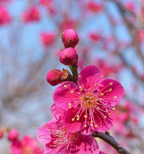 粉色梅花的花语与寓意（传递爱与希望的婉约之花）