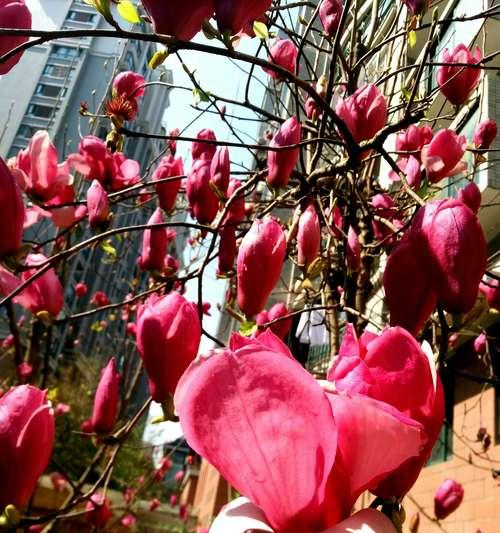 粉色玉兰花的花语与美丽内涵（探索粉色玉兰花的深层花语，感受花朵的情感共鸣）