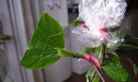 扶桑花叶子小的意义（探索扶桑花叶子小的奥秘，揭示其美丽与坚韧）