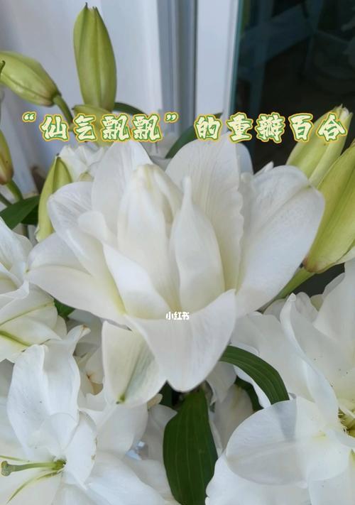 复瓣百合花语（以花朵为媒介传递真挚情感的瑰丽盛宴）