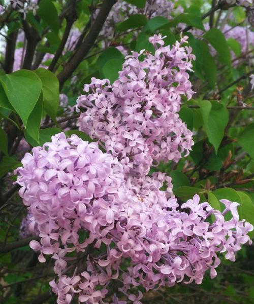 丁香花的花语（丁香花语及相关文化意义的探索）