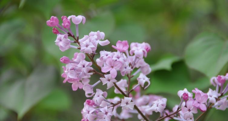 丁香花的花语（丁香花语及相关文化意义的探索）