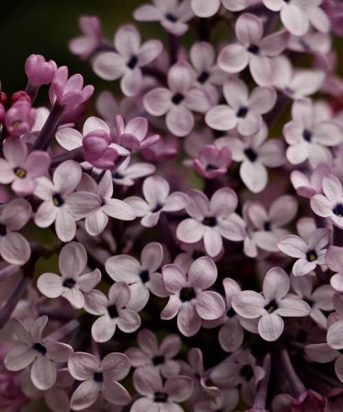 丁香花的花语（丁香花语及相关文化意义的探索）