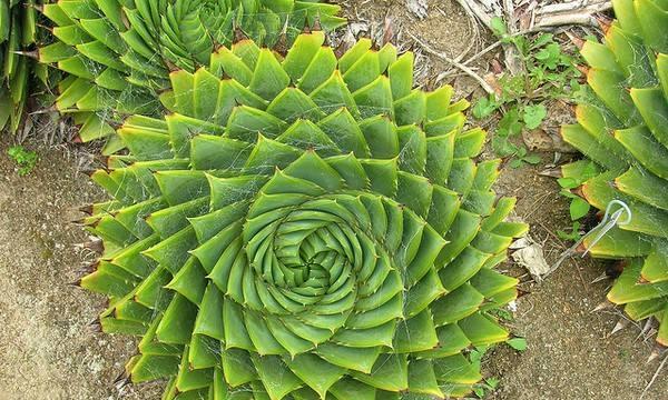 芦荟的花语（探秘芦荟的象征意义与疗愈力量）