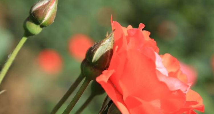 月季花的花语（探索月季花的花语，领略其中的美丽神秘）