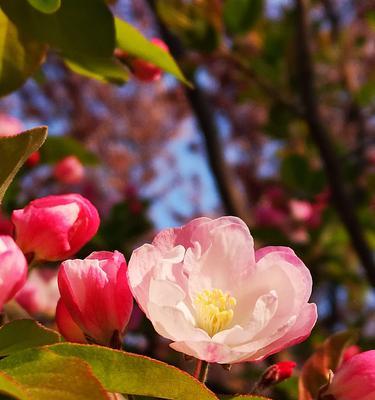 观叶海棠花语（美丽的花朵，寓意深远）