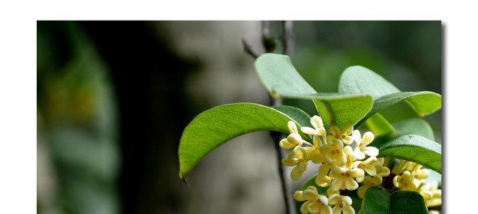 桂花的花语与含义（桂花花语解读及文化内涵）