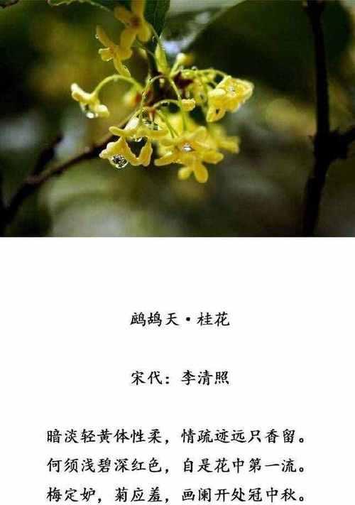 桂花的花语与含义（桂花花语解读及文化内涵）