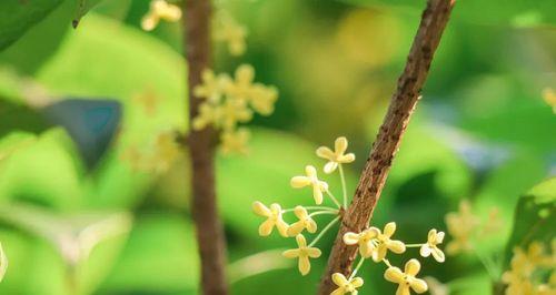 桂花花语的美妙寓意（传递爱与祝福的桂花花语）