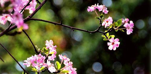 海棠花的花语——寄托着深情与美丽的象征（海棠花的花语及其传承之美）